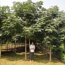 基地供应园林绿化工程苗木落叶乔木行道树5-15公分七叶树大树