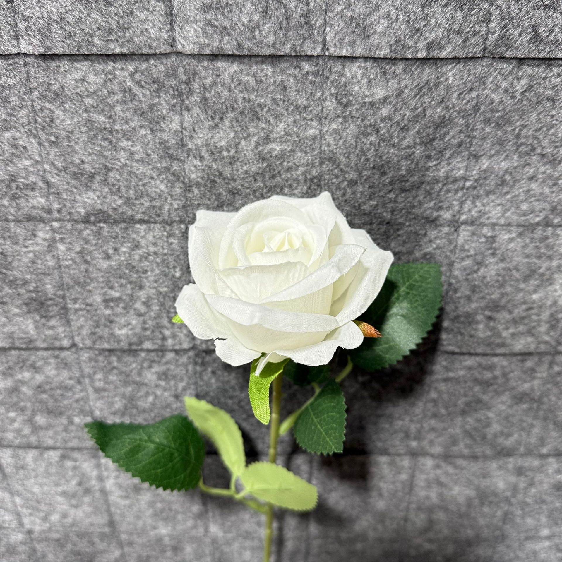순백의