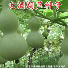 ��ƺ��J�N�Ӿ��ɺ��J�N�ӌ����J�N�����������߲˷N���^�p����