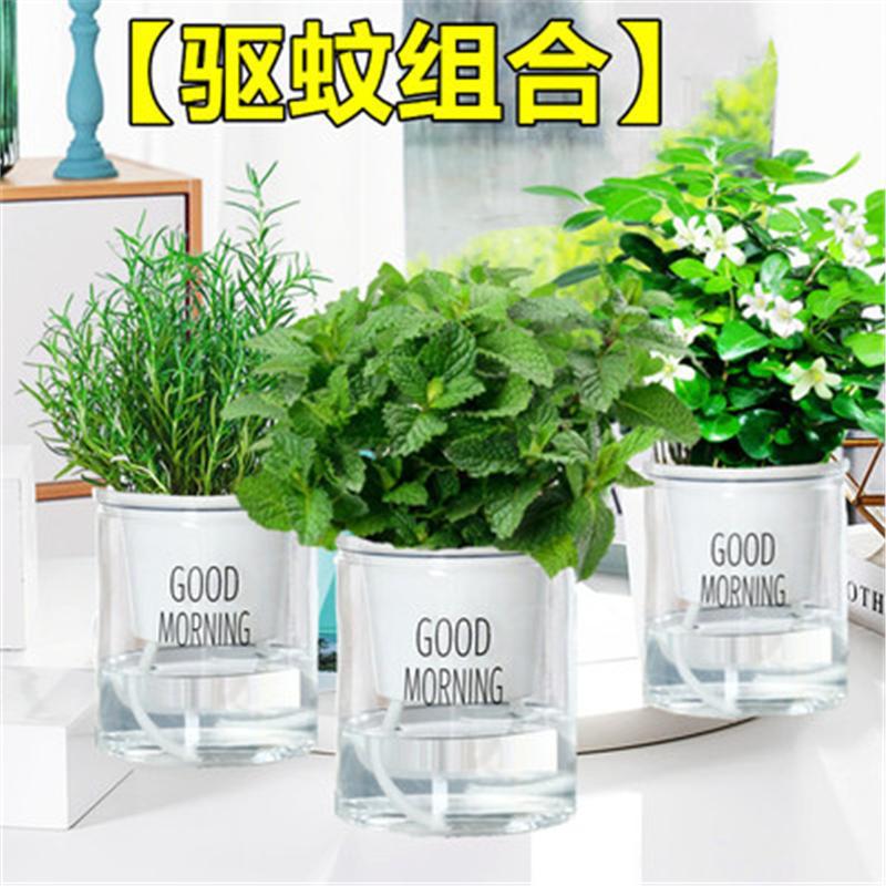 [모기퇴치제] 로즈마리 + 민트 + 구리향(굿모닝 분지) + 영양액