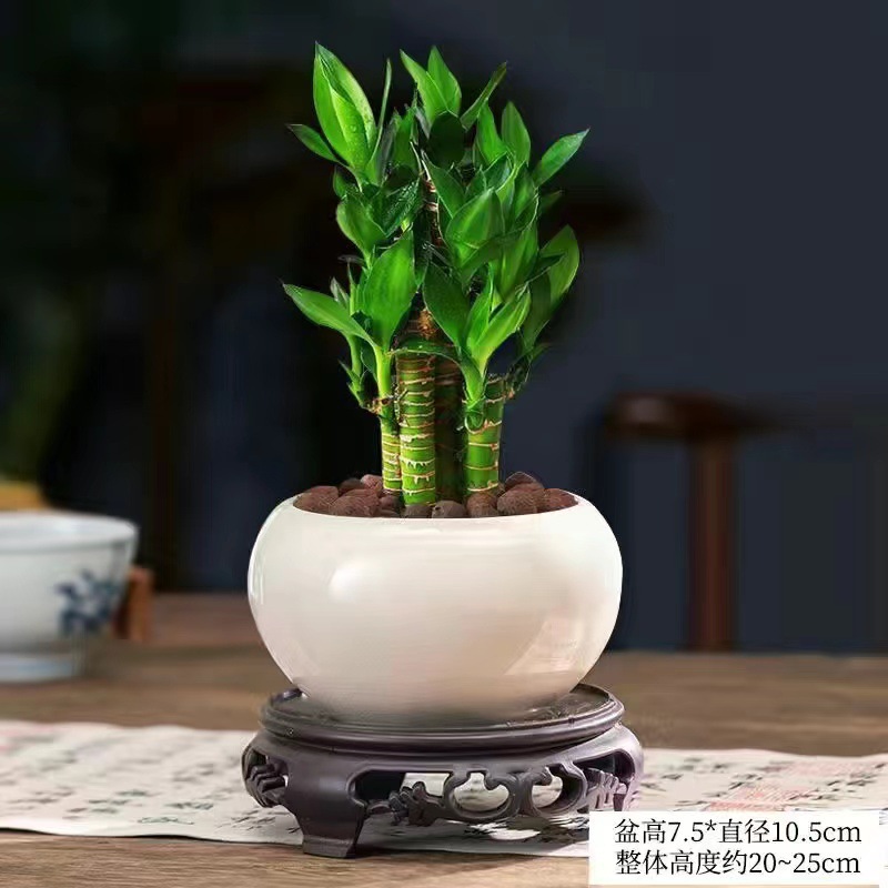 [국민트렌드 뉴스타일] 엄선된 연꽃대나무(흰색 원형 세라믹 세면대) 베이스+영양액 포함