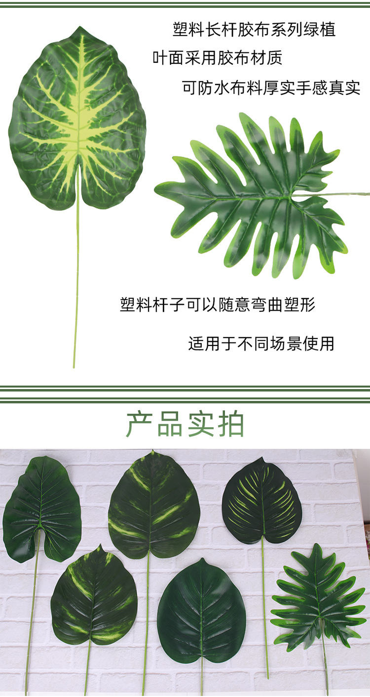 野芋叶