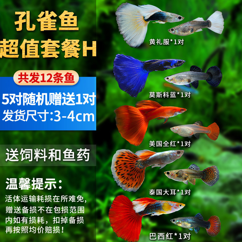 孔雀鱼精品小鱼缸观赏鱼好养耐活热带鱼活鱼天空蓝小型小鱼苗|undefined