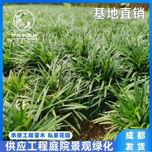 Fine-Leaf Ophiopogon Japonicus, Yulongcao, Courtyard Landscaping and Greening, Japanese Dwarf Ophiopogon Japonicus, Evergreen Phnom Penh Ophiopogon Japonicus Engineering Seedlings in All Seasons