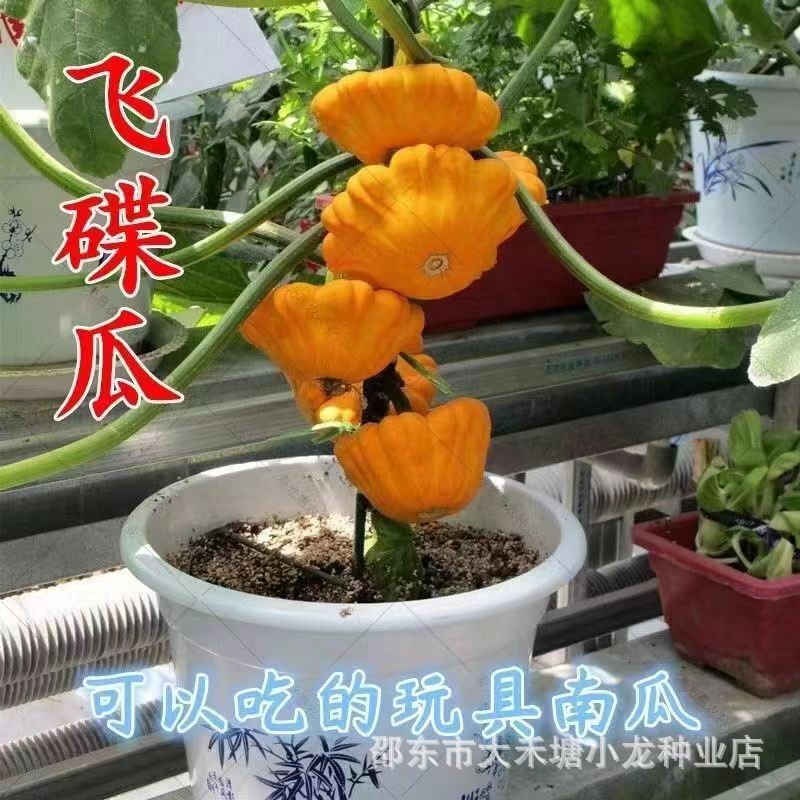 Original genuine goods UFO Melon Seeds Small Pumpkin Seeds Toy Pumpkin Potted Ornamental Edible Vegetable Seeds