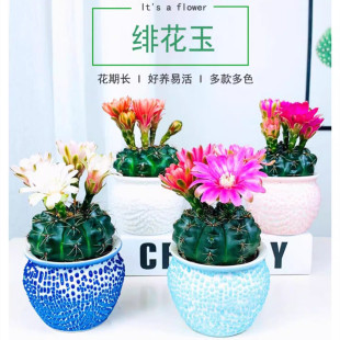 �p���������������ļ��_���û�����՚�����ȩ���[�k���һ��ܾGֲ