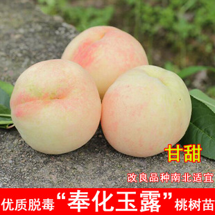 Zhejiang Ningbo Fenghua Yulu Peach Seedlings Grafted with Yangshan Peach Saplings Potted Ground Planting North and South