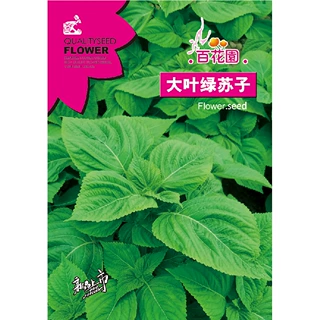 厂家直供大叶绿苏种子 四季播种食用香料 可阳台盆栽早春种植苏子