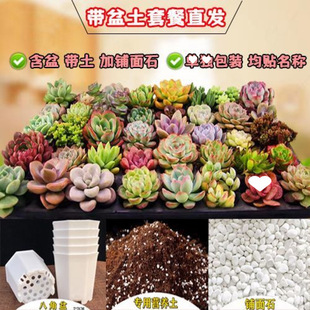 Succulent Plant Beginner Office Luxury Set with Pot Indoor Green Plant Easy to Care for All Seasons Jade Dew Money String Money Tree