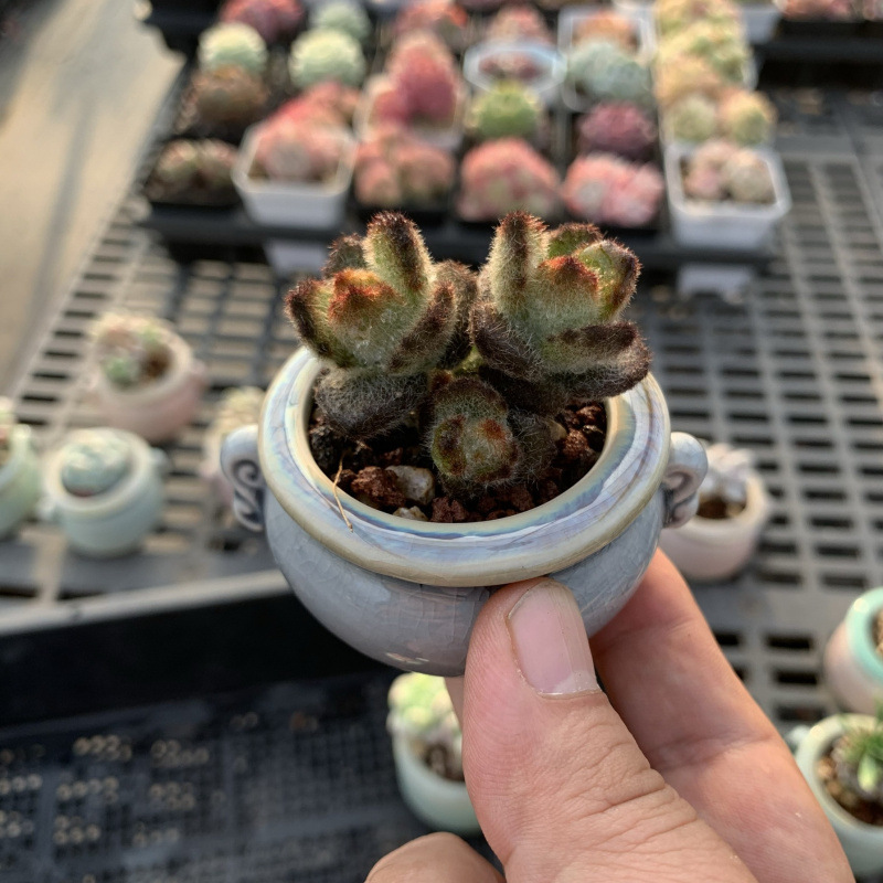 小さな多肉植物、超かわいい、貴重で希少な親指鉢、ミニ鉢植え、鉢付き多肉植物鉢植え、小さな古い支柱|undefined