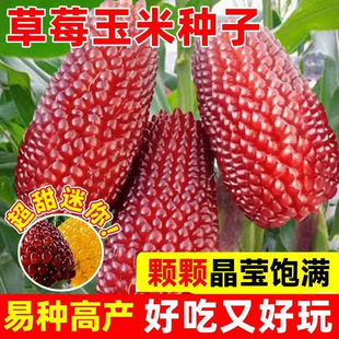 ��ݮ���׷N�������̨ͥԺ���}��ɫ���׷N��ˮ�����׷N���߲˷N��