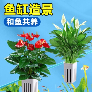 ˮ��ֲ���҃Ⱥ��B�Gֲ�~��ˮ�ݺ��~���B�G�}���F���~�X���쾰