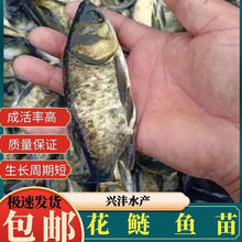 花白鲢鱼苗 花白鲢鱼苗品牌 图片 价格 花白鲢鱼苗批发 阿里巴巴