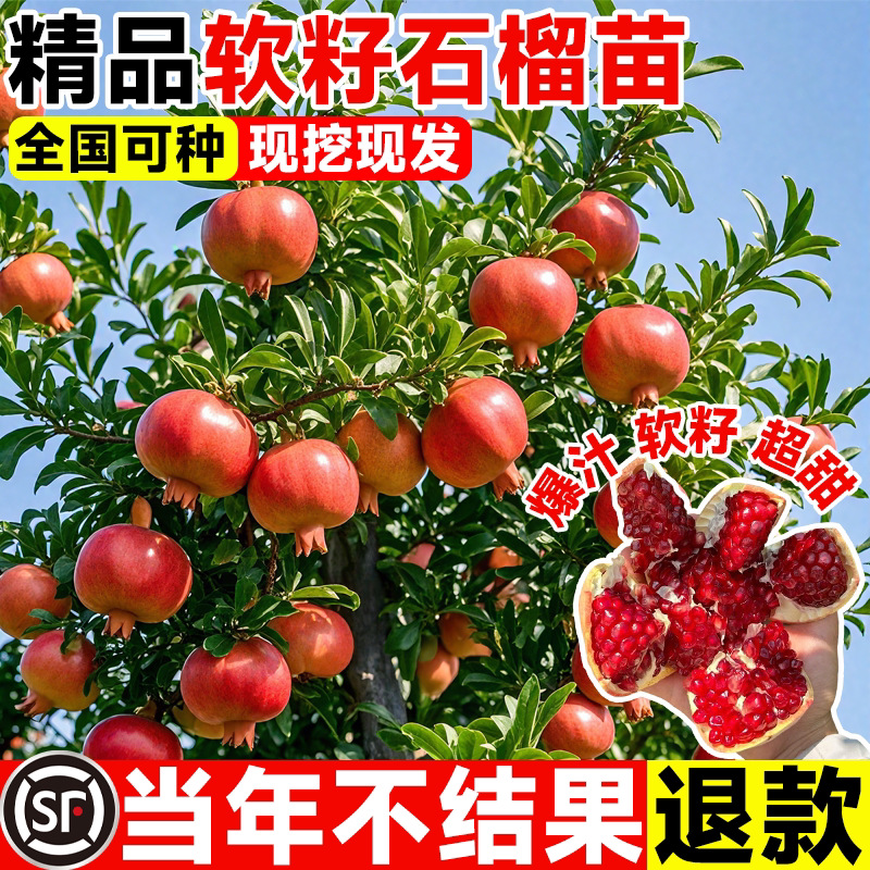 石榴树树苗无籽突尼斯软籽蒙阳红南北方四季庭院盆栽带土水果树苗