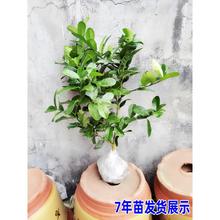 四季香水柠檬树苗无籽青柠果苗带土阳台盆栽北方种植柠檬树果树苗