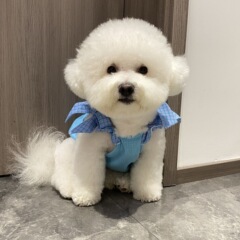 早秋ドーパミンペットベスト猫犬服かわいい蝶結びカラー薄い通気性博美比熊