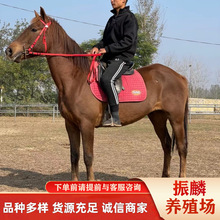 �����R �ɹ��R�u�����Xһƥ �T���R��ʲôѪ�y�ĺ�