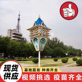 鸽舍图片哪里有卖鸽子笼子的 信鸽广场鸽表演鸽空中鸽楼 鸽楼景观