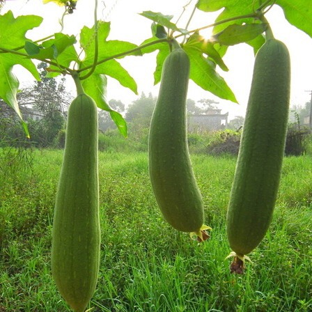 ��Ӧ˿����ȡҺ   ˿����ԭҺ������Ʒ��ɫ����ζ����������