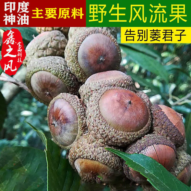 Merry fruit Guangxi Paojiu Medicinal material collocation Cynomorium Wolfberry Leek seeds Dodder Morinda Bagged Cynomorium
