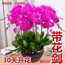 �����m���玧���������������m������͏d�҃�ֲ�ﻨ���ļ����B��