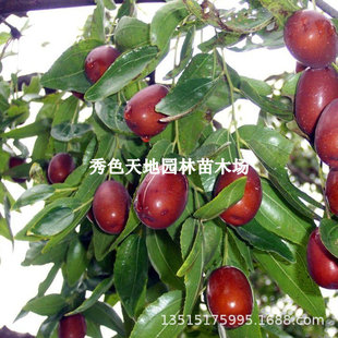 �ʹ��𗗘�������Ʒ�N�޽ӗ����箔��Y�����Ե��Ը߮a�ϱ����Nֲ