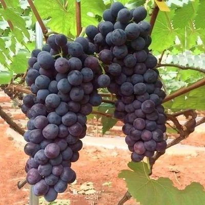 흑진주 5년근 모종 [올해의 성과] +30cm(포함)~40cm(제외)