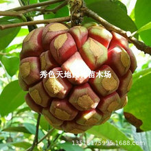 黑老虎树苗 地栽盆栽南北方种植果树布福娜树苗 四季爬藤黑老虎苗