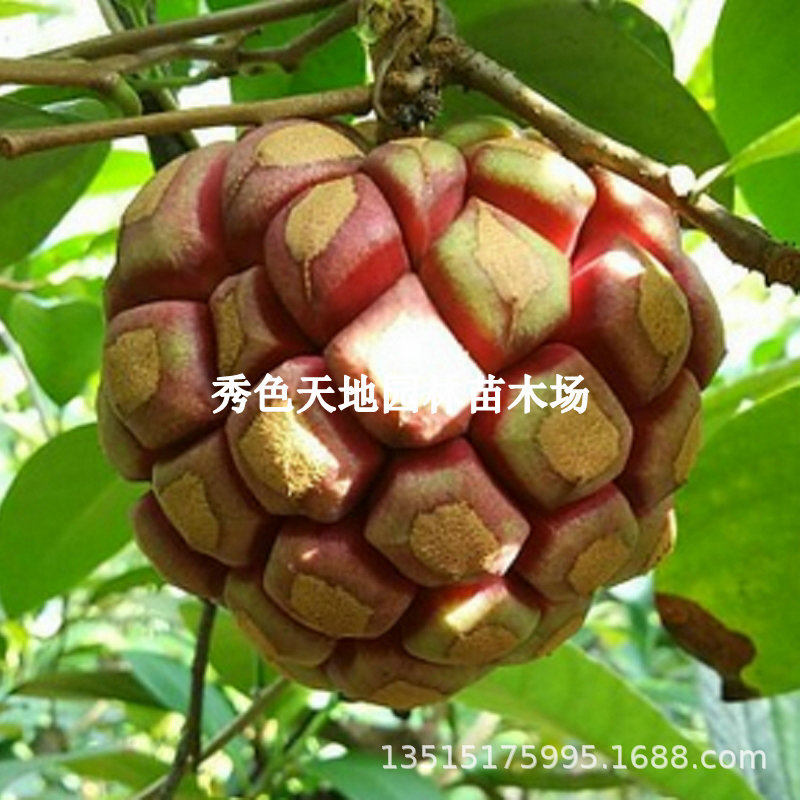 黑老虎树苗 地栽盆栽南北方种植果树布福娜树苗 四季爬藤黑老虎苗