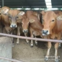 山东肉牛犊