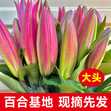 香水百合鲜花大头束云南昆明基地直发多头玫瑰批发教师节现货花束