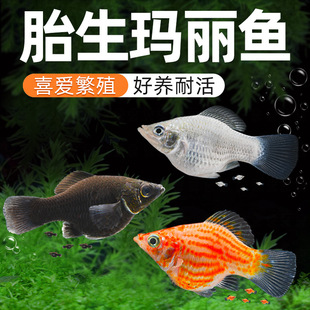 Marine Fish Mary Fish Leather Ball Fish Are Easy to Raise and Live, Ornamental Fish, Small Tropical Live Fish, Easy to Breed, Free Shipping