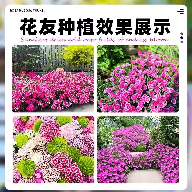 ヨーロピアンコスモスの花の種子は耐寒性の低生のカラフルなコスモスの花の種子で、ベランダ、中庭、屋内外で四季を通じて播種して開花させることができます。|undefined
