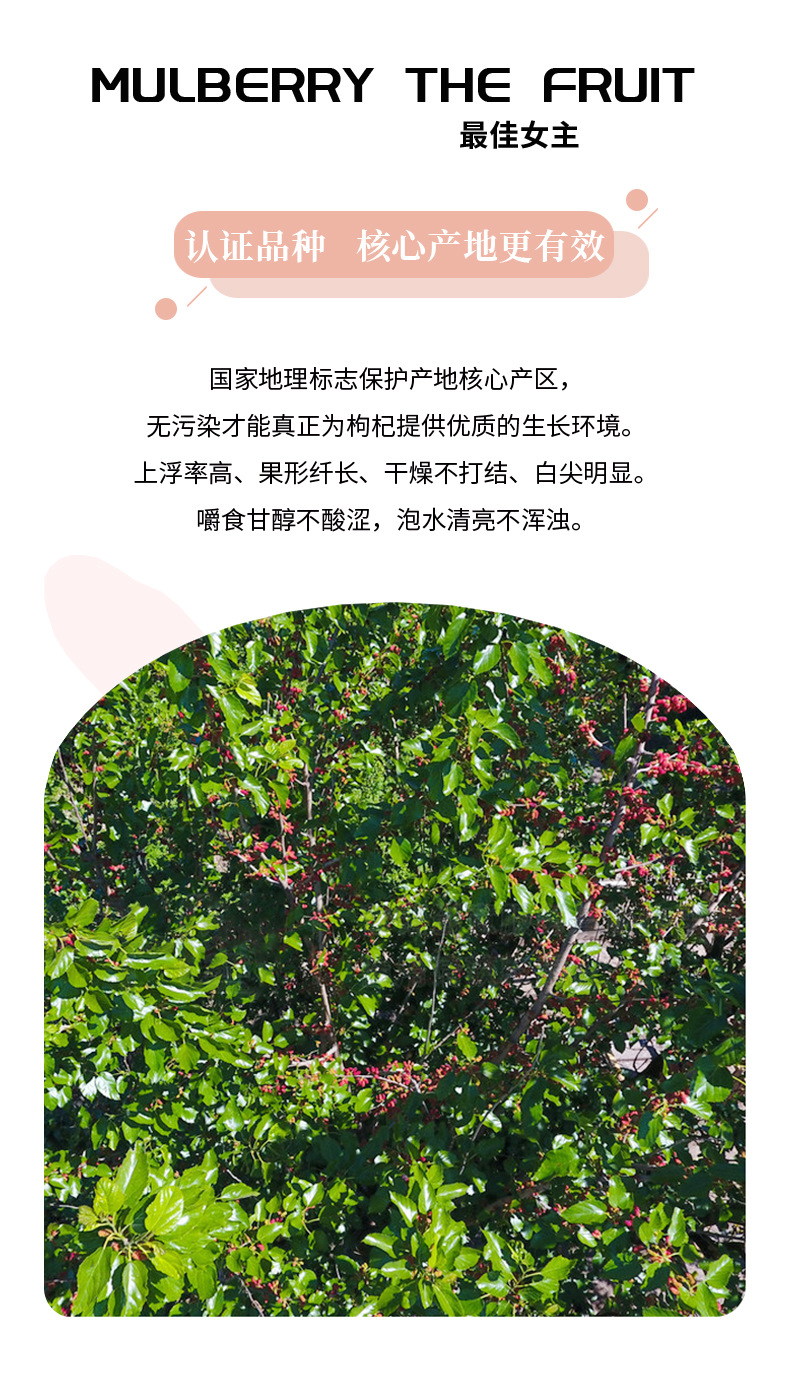 Premium Dried Black Mulberry Sang Shen Zi 500g Ready to Eat Herbal Fruit Tea from Sichuan key features