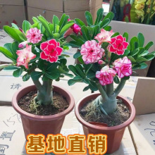 沙漠玫瑰盆栽四季开花植物庭院阳台室内外好养花卉绿植小苗