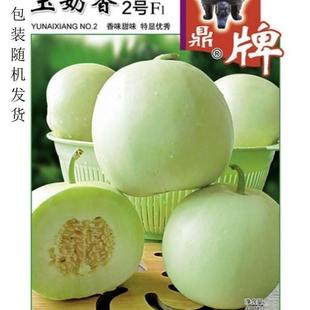 Dingpai Yunaixiang No. 2 High-Yielding Melon Seeds, Early-Maturing Green-Skinned and Green-Fleshed, Can Smell the Aroma from the Field, with a Sugar Content of 19