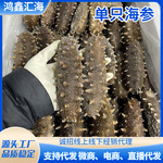 鲜食海参开袋即食厂家定制批发大连山东鲜食海参礼盒装送礼定制