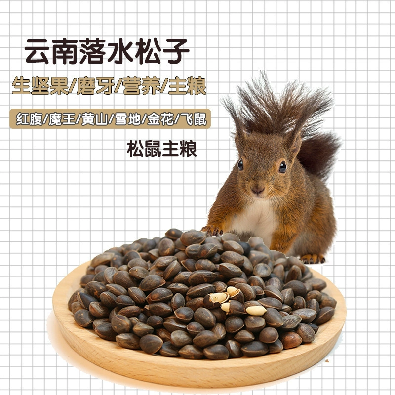 Юньнаньская кедровая белка летающая крыса любит сырые ореховые закуски