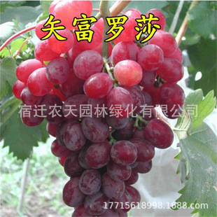 ���R�������ј��m�o�Ѱ��R�����������Ա��Ϸ��Nֲ����Y��������