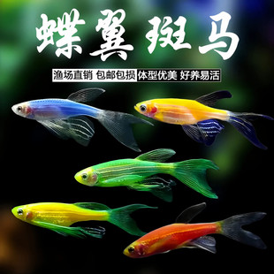 �������R�~�Lβ�L�����G�^�p�~���P�ɹ�С�͟Ꭷ�~��ˮ�~���l