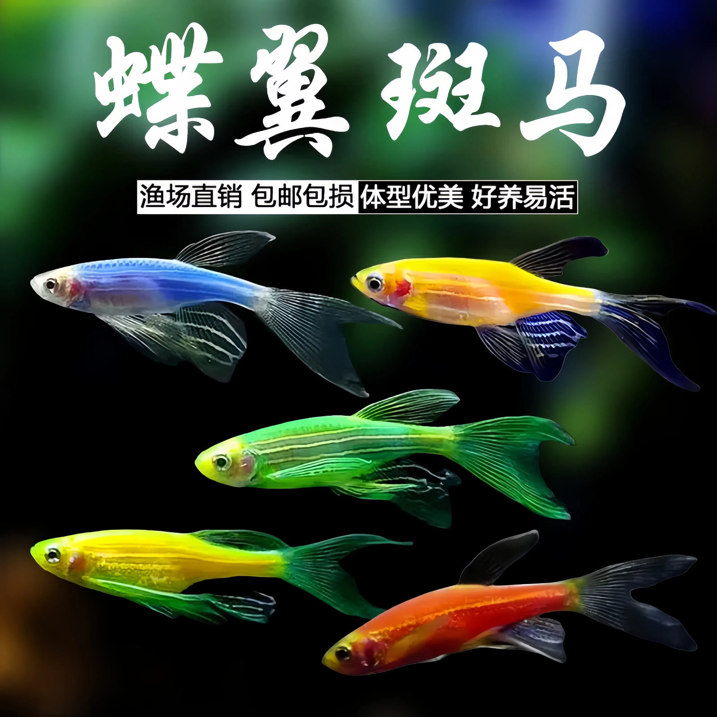 Butterfly wing zebrafish long tail long fin emerald green ornamental…