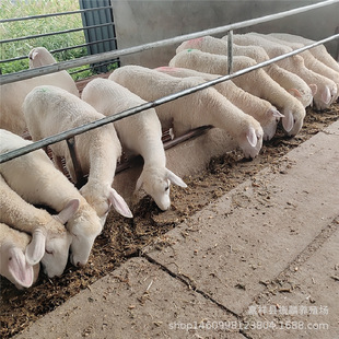 ������ُ�I�����������x ��ɽ�� Сβ�������