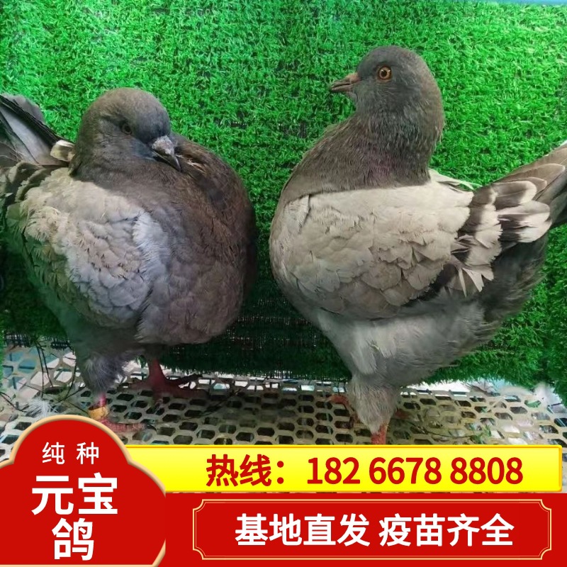 元宝鸽