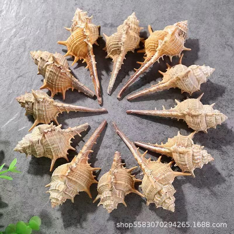 Conchas de caracoles naturales vendidas por kilogramo de cangrejos de estrellas de mar reemplazar conchas acuarios paisajísticos botellas a deriva materiales de pintura a mano
