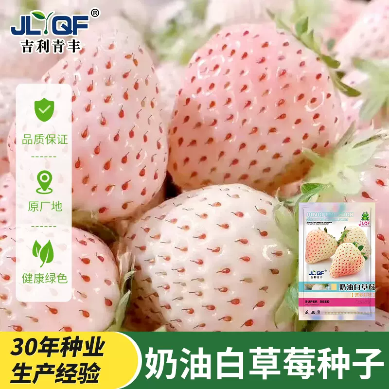 奶油白草莓种子四季盆栽草莓苗子奶莓种籽阳台盆栽庭院水果种孑籽