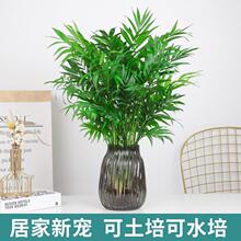 ˮ��ֲ������Ҭ�������Pβ���FҬ�ӾGֲ�͏d�k����������B�Gֲ