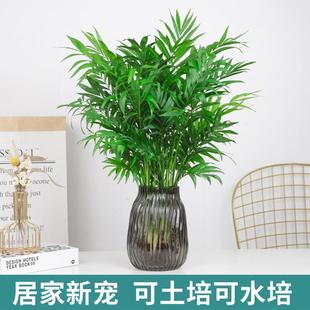 Hydroponic Plants, Pocket Coconut Potted Plants, Phoenix Tail Bamboo, Rich Coconut Green Plants, Living Room, Office Desktop, Easy to Grow Green Plants