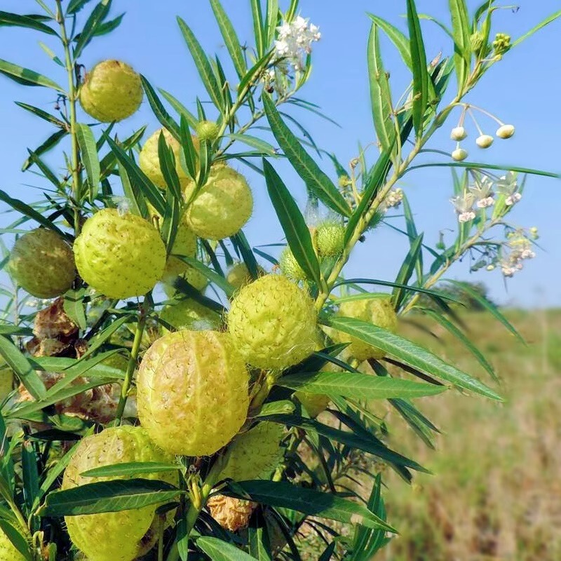 Tang Cotton Fruit Seeds, Balloon Fruit, Pufferfish Fruit, Windship Tang Cotton, Magical Plant Seeds That Can Fly and Grow Long Hair