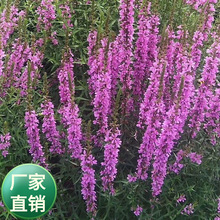 ���l������ˮ��ֲ��ǧ���˷N��ˮ֦�����~ɏ�ӵ��G�����ѺӰ�����