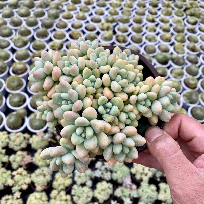 치즈케이크 통 10cm+